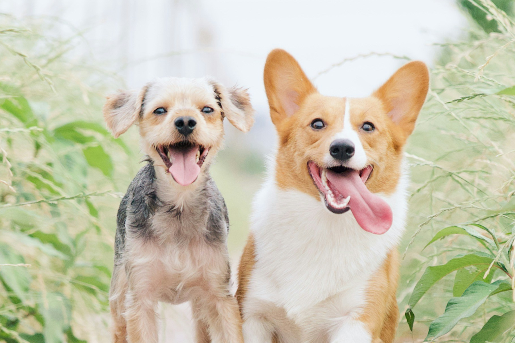 北摂ライフサポート動物病院 健康診断