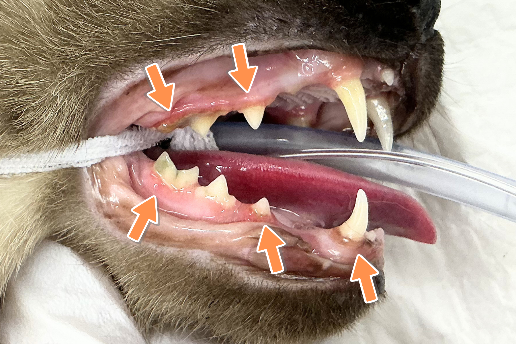 猫の歯周病治療の経過|若年性歯肉炎から抜歯までの症例解説 猫 歯科処置前の歯石付着と歯肉炎