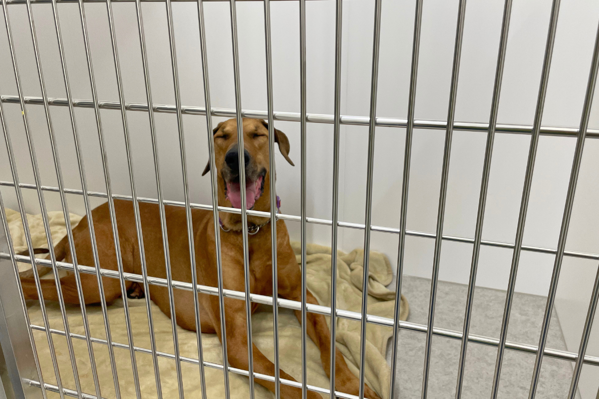 大型犬舎のひらめちゃん1