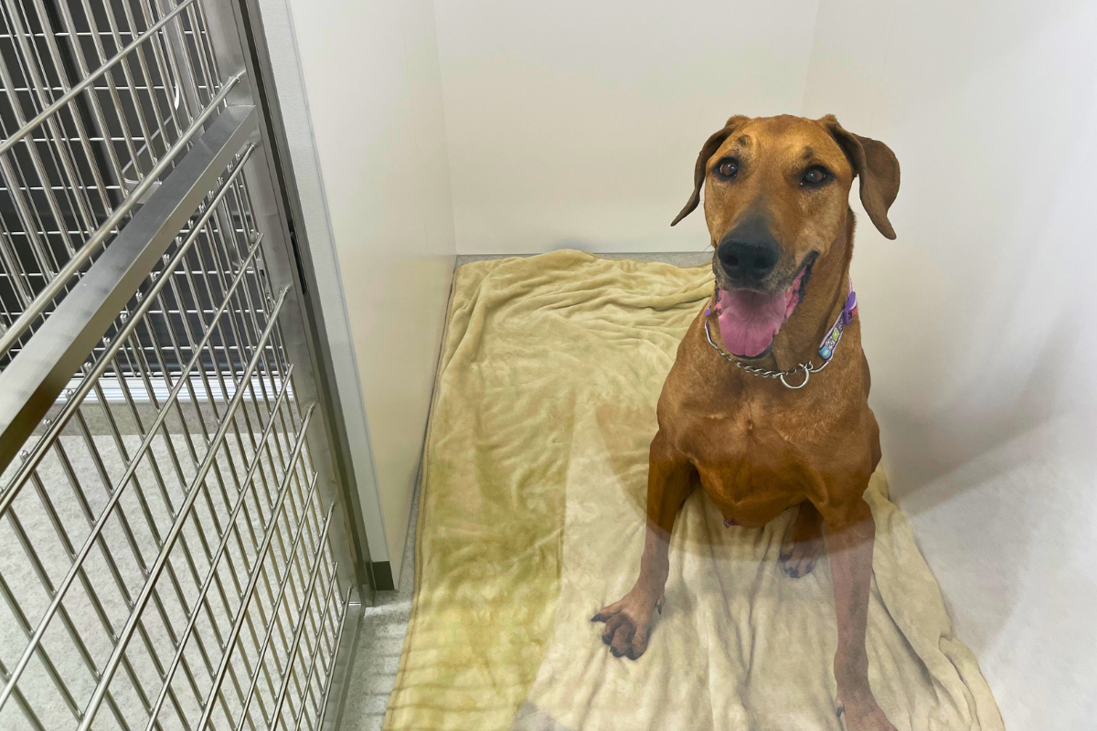 大型犬舎のひらめちゃん2