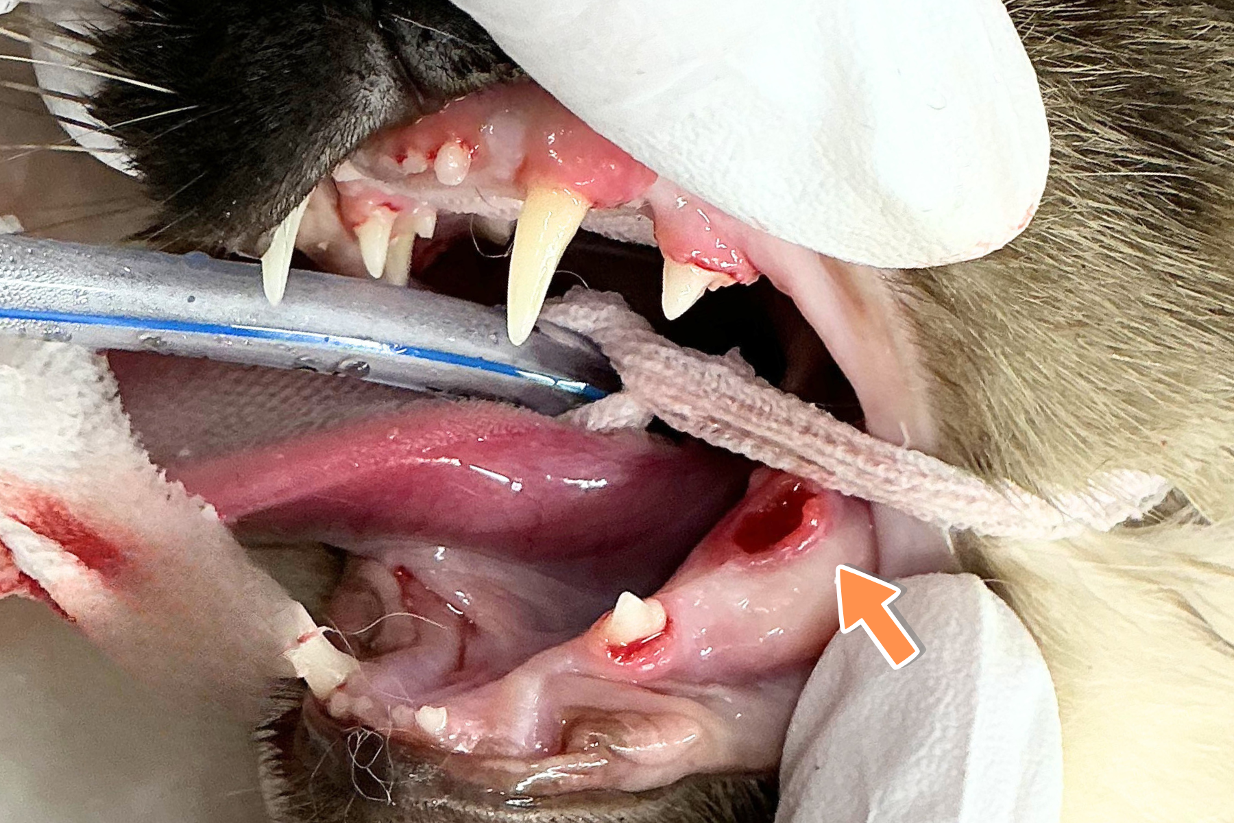猫の歯周病治療の経過|若年性歯肉炎から抜歯までの症例解説 猫 裂肉歯抜歯後