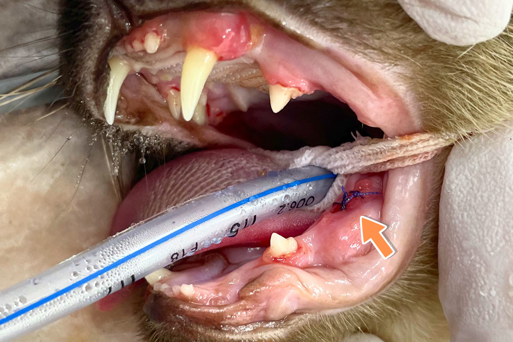 猫の歯周病治療の経過|若年性歯肉炎から抜歯までの症例解説 猫 抜歯部縫合後