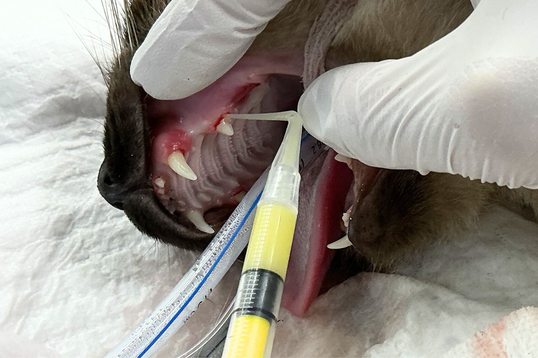 猫の歯周病治療の経過|若年性歯肉炎から抜歯までの症例解説 猫 処置後の抗生剤塗布