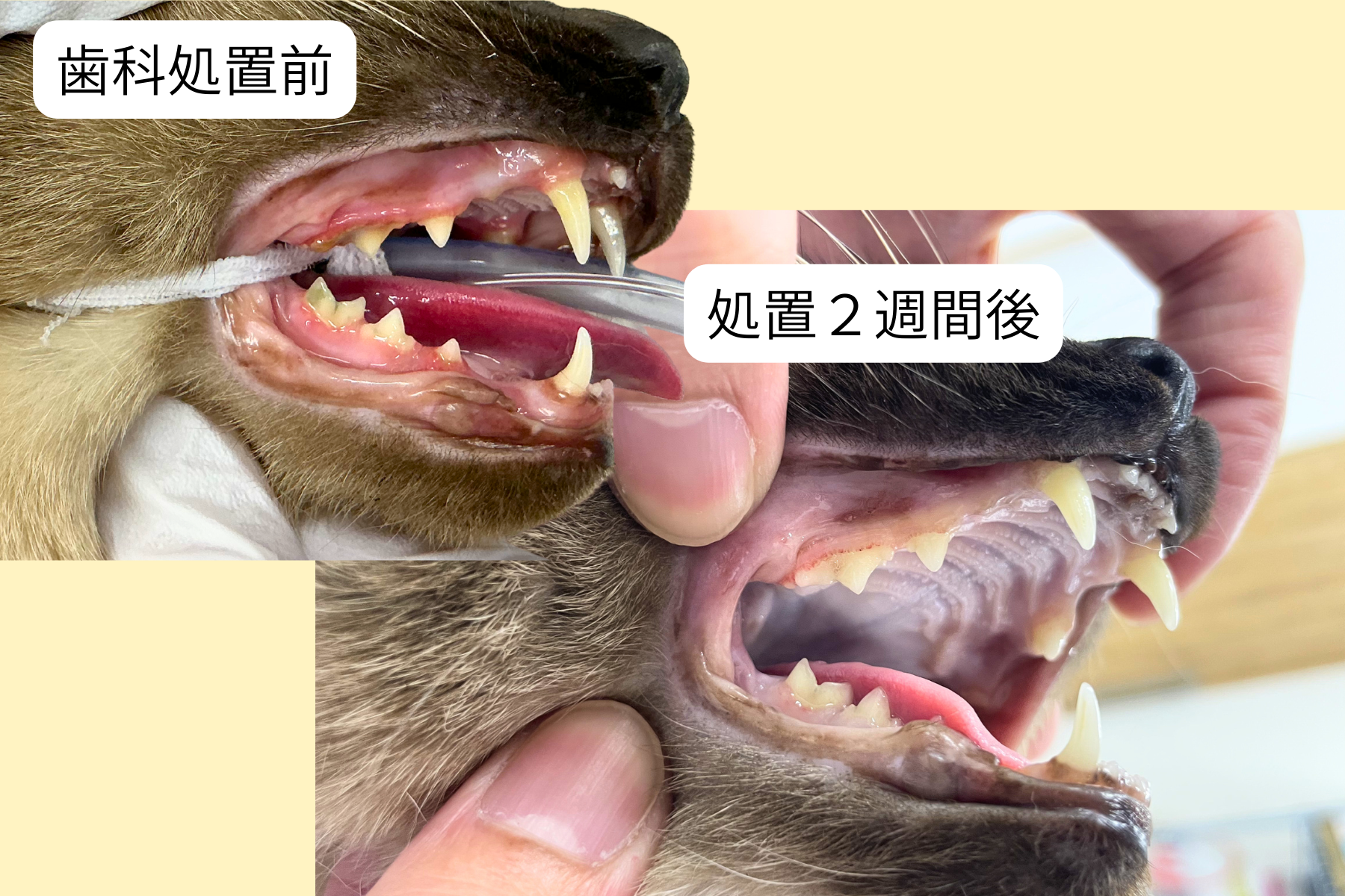 猫の歯周病治療の経過|若年性歯肉炎から抜歯までの症例解説 猫 歯科処置Before/After
