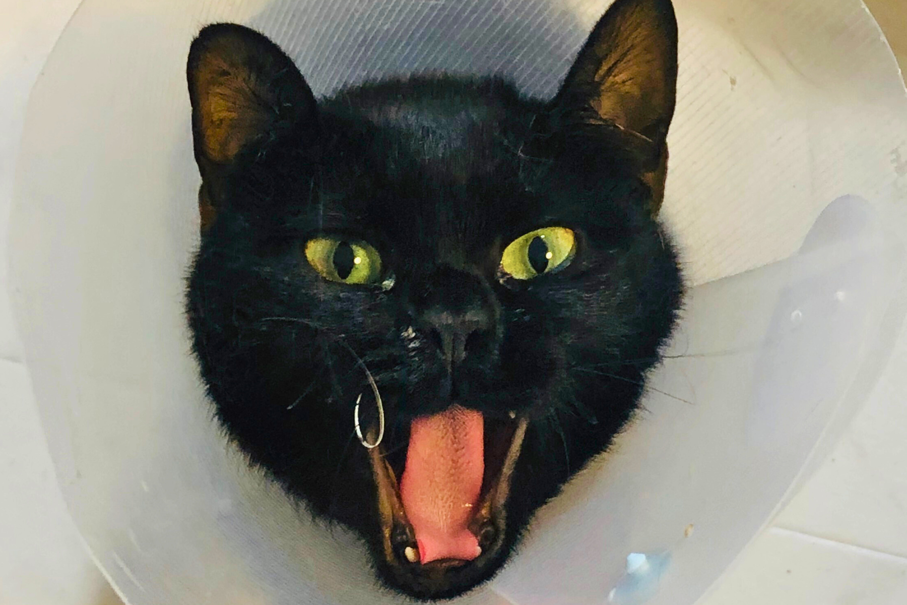 お口のチェック