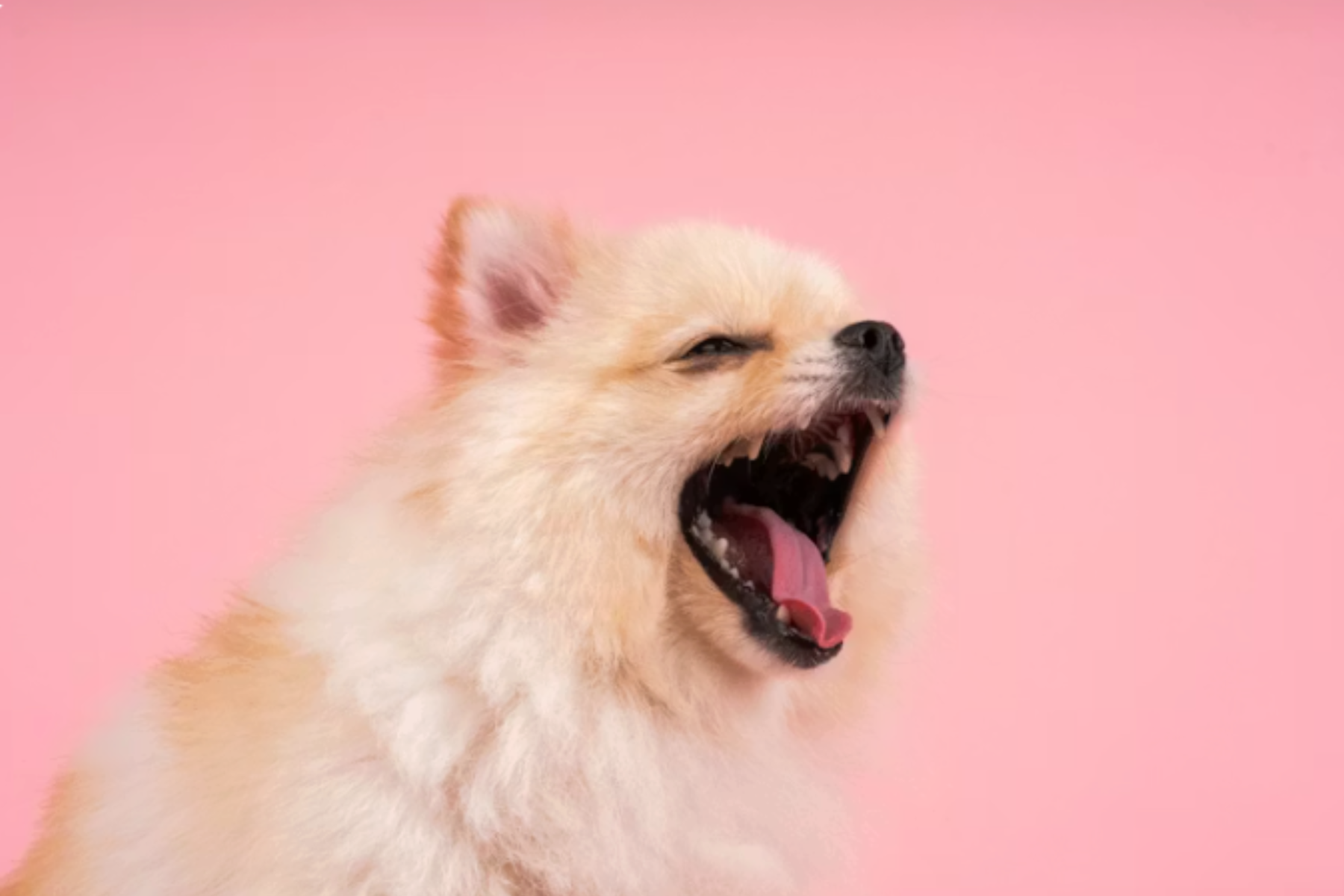 歯科処置の流れ