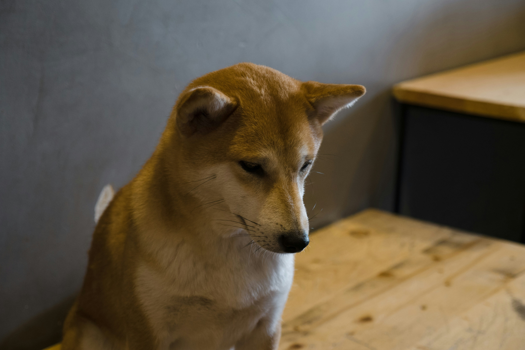 しょんぼりした犬