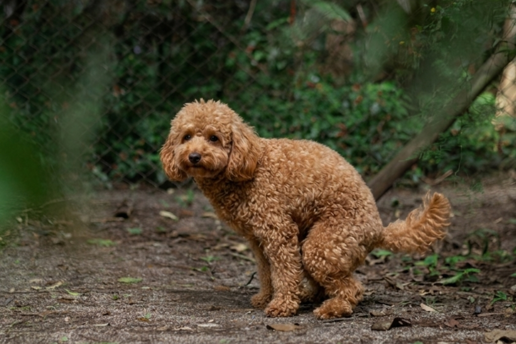 排便中の犬
