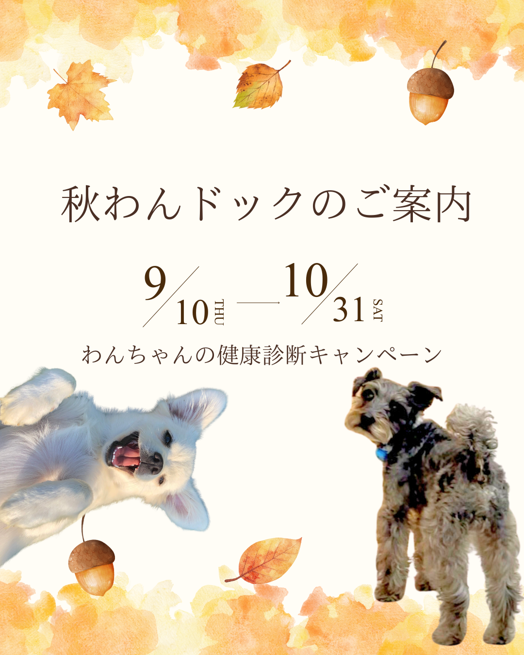 秋わんドック